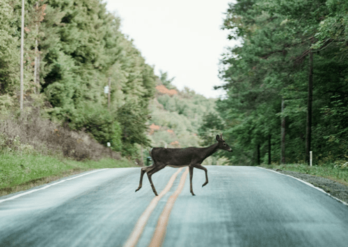 Dealing with Wildlife Crossings